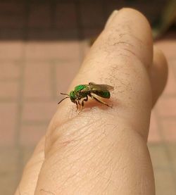 Close-up of insect on hand