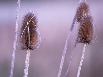 Close-up of dry thistle against blue sky