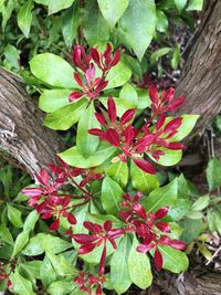 High angle view of red plant on field