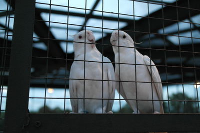 Cuteness of birds