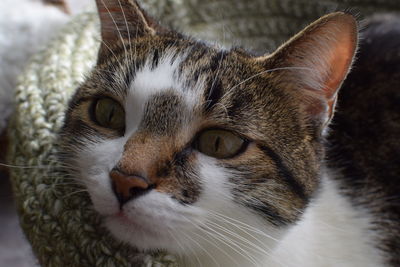 Close-up portrait of a cat