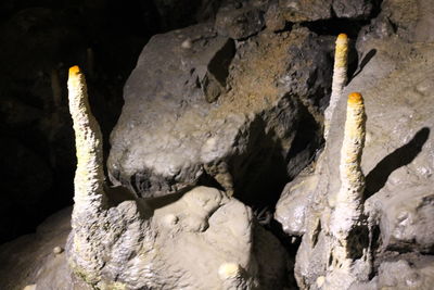 Close-up of lizard on rock in cave