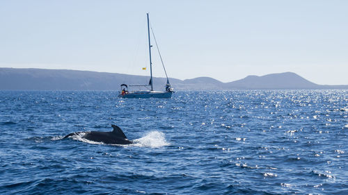 Close-up of dolphin in sea