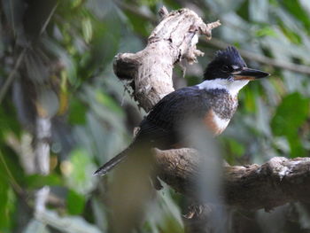 Close-up of birds perching on branch