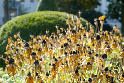 Close-up of flowers against blurred background