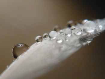 Close-up of water drop on leaf