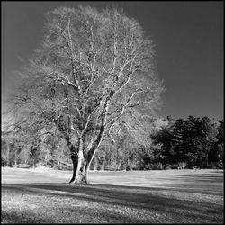 Bare trees on road against clear sky