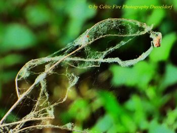 Close-up of a plant