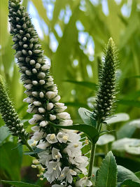 Close-up of flowering plant