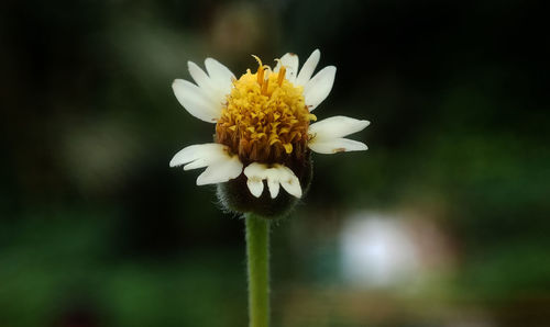 Close-up of white flower