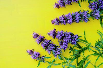 Close-up of purple flowering plant against yellow wall