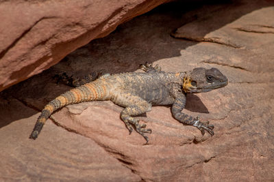 Close-up of lizard on rock