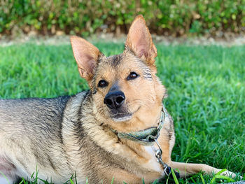 Portrait of a dog