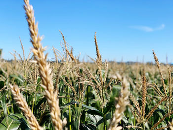 Close-up of stalks in field against sky