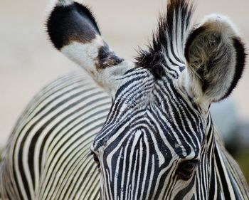 Close-up of a zebra