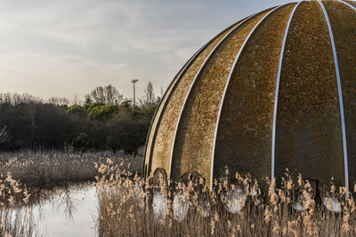 Plants growing on field by lake against sky