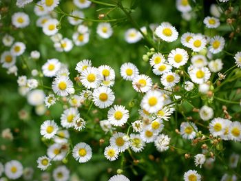 Close-up of yellow flowers blooming outdoors