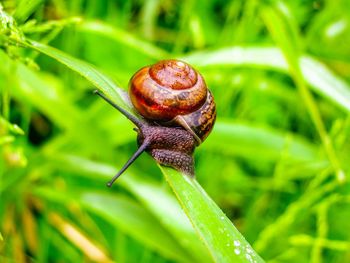 Close-up of snail on plant