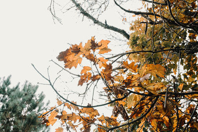 Low angle view of tree during autumn against sky