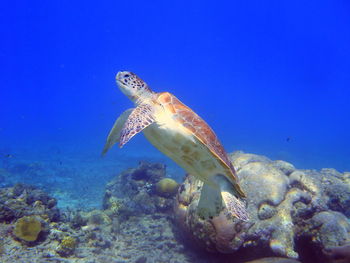 Sea turtle swimming to the surface in curacao, dutch antilles