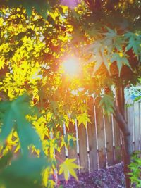 Close-up of yellow flowering plant against trees