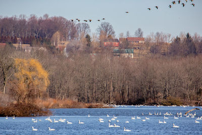 Birds flying over lake during winter