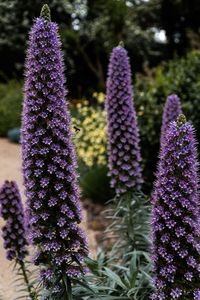 Close-up of purple flowering plants on field