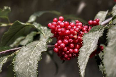 Close-up of cherries on tree