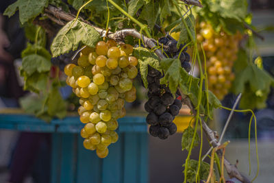 Close-up of fruits growing on plant