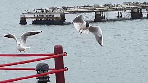 Birds in water