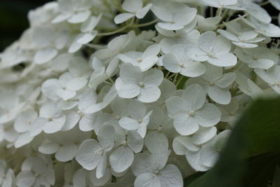 Close-up of white hydrangea flowers