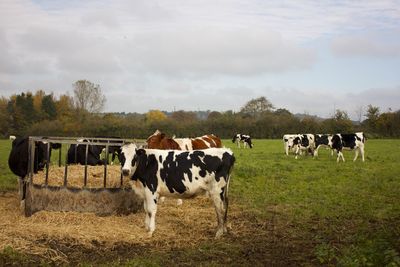 Cows standing in a field