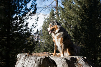 Dog sitting on tree stump