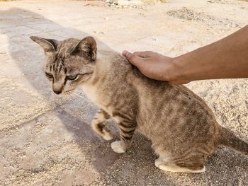 High angle view of cat touching hand