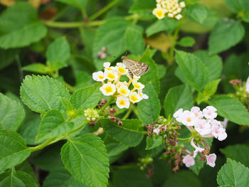 High angle view of butterfly on white flowers