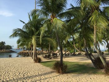 Palm trees on beach against sky