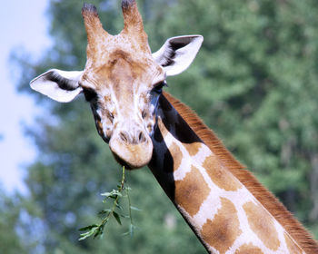 Portrait of giraffe