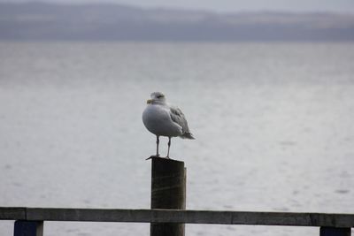 Seagull perching on wooden post