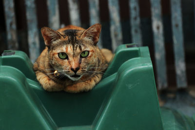 Close-up portrait of a cat