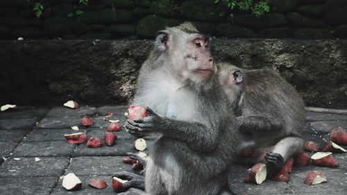 Monkey sitting on rock