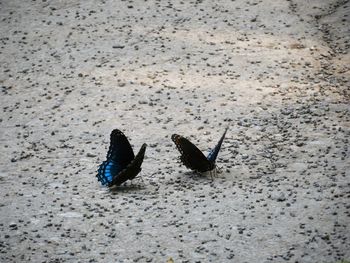 High angle view of black butterfly on sand