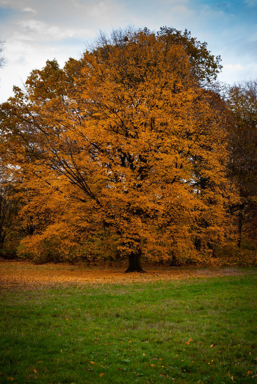 TREES GROWING ON FIELD DURING AUTUMN