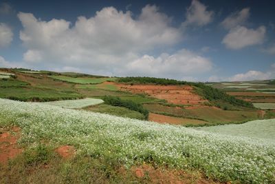 Scenic view of agricultural field against sky