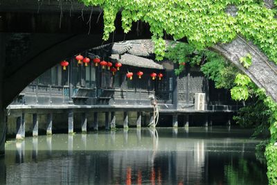 Reflection of trees in water