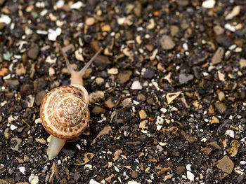 Close-up of snail on ground