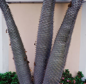 Close-up of cactus hanging on wall