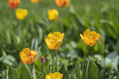 Close-up of yellow tulips