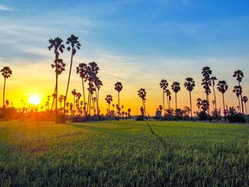 Scenic view of field against sky during sunset