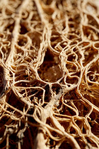 Close-up of dried plant