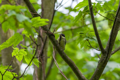 Low angle view of bird perching on tree